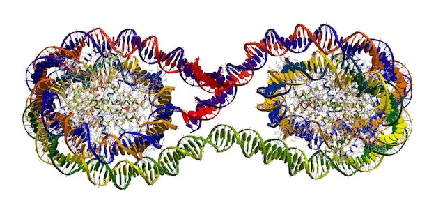 Personalized Nutrition: How DNA Testing Shapes US Diets