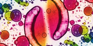 The Gut-Brain Connection: How Gut Health Impacts Mental Well-being - Cover Image