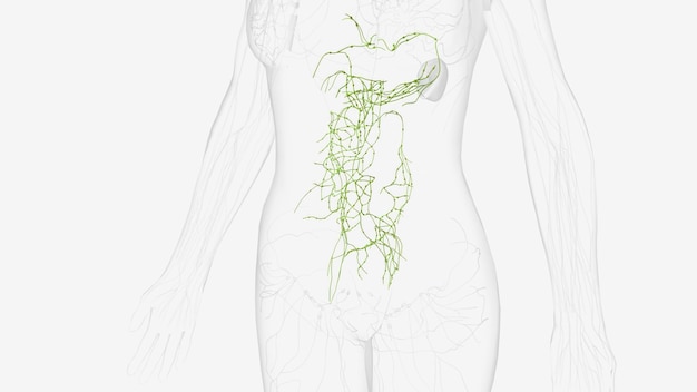 A detailed illustration showing the vagus nerve as a communication pathway between the gut and the brain, with small icons representing neurotransmitters and other signaling molecules travelling along the nerve.