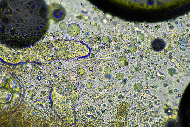A microscopic image showcasing healthy cells undergoing repair processes, highlighting the potential cellular benefits of intermittent fasting. Use vibrant colors to emphasize the vitality of the cells.